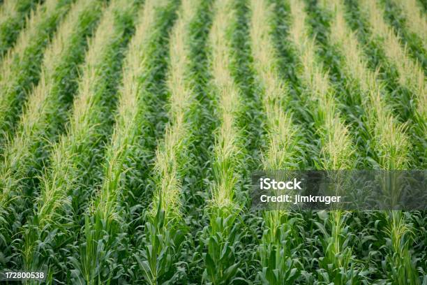 옥수수 줄 0명에 대한 스톡 사진 및 기타 이미지 - 0명, 곡초류, 녹색