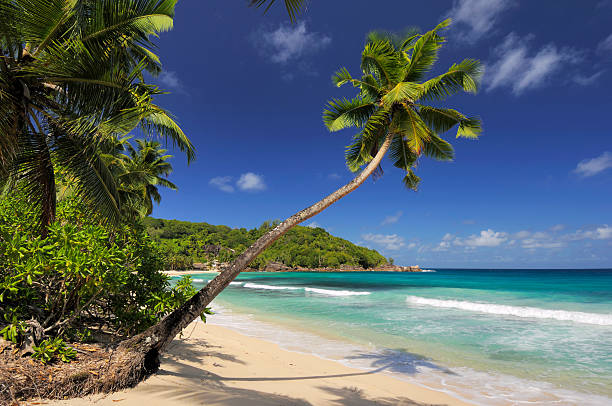 istock Lonely palmtree at the takamaka beach 172800553