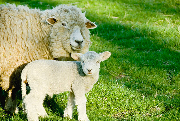 istock Mother and Baby Sheep 172800566