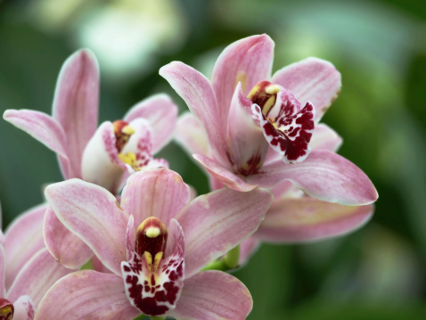 Close up for Cymbidium Orchids.See Similar