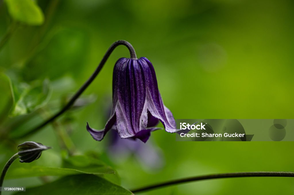 Clematis Rofuchi Roguchi Clematis 2 Stock Photo - Download Image Now - Bell, Purple ...