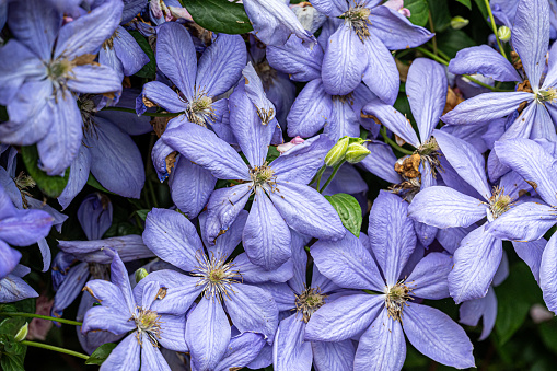 Large groupign of light purple Clematis flowers growing together in early Summer
