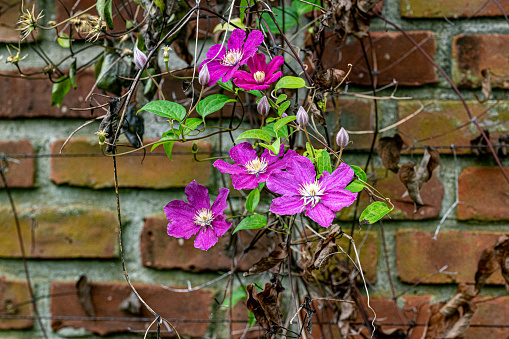 Clematis; City; of; Lyon