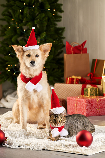 Red Little Cat Wearing Santa's Hat