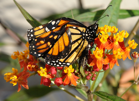      Monarch Butterfly clings to a Milkweed plant drying it's wings before it takes flight.                          