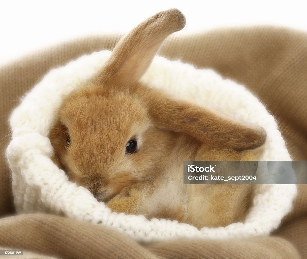 Coniglietto - Foto stock royalty-free di Coniglio - Animale