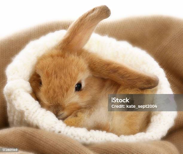 Coniglietto - Fotografie stock e altre immagini di Coniglio - Animale - Coniglio - Animale, Carino, Coniglietto
