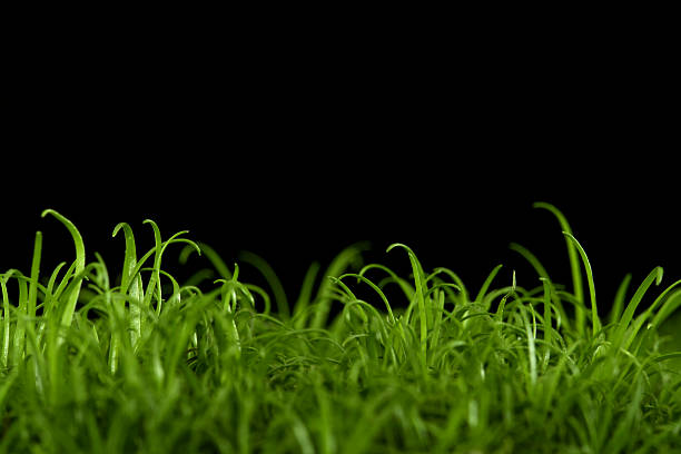 Grass Border Grass border. night golf stock pictures, royalty-free photos & images