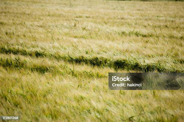Abstrato Campo De Trigo - Fotografias de stock e mais imagens de Agricultura - Agricultura, Ao Ar Livre, Cena Rural