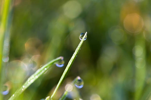 istock Dew drops on a blade of grass 172801471