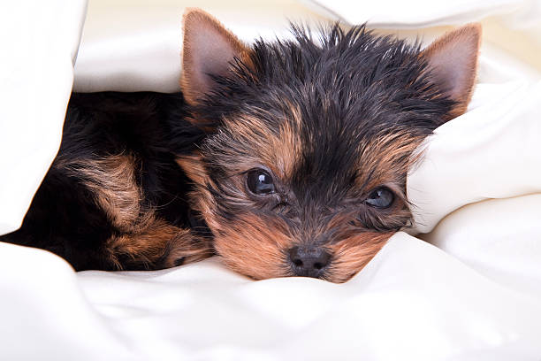 New Puppy (XL) Newborn Yorkshire Terrier puppy dressed for Christmas with a large rawhide bone.PLEASE CLICK ON THE IMAGE BELOW TO SEE MY DOGGY LIGHTBOX PORTFOLIO: newborn yorkie puppies stock pictures, royalty-free photos & images