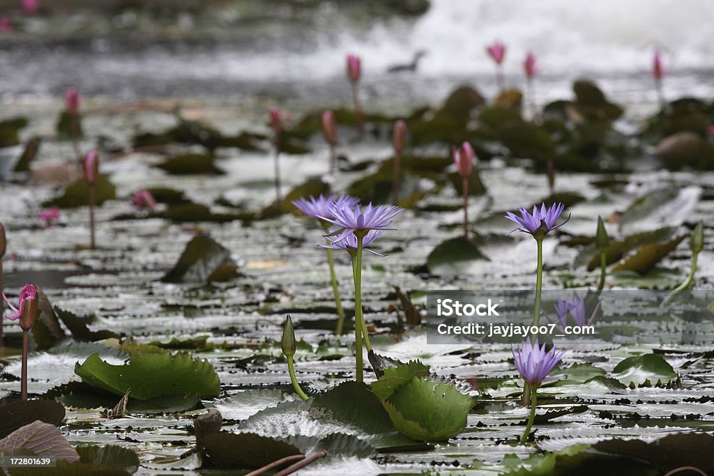 Lotus, nenúfar - Foto de stock de Flor libre de derechos