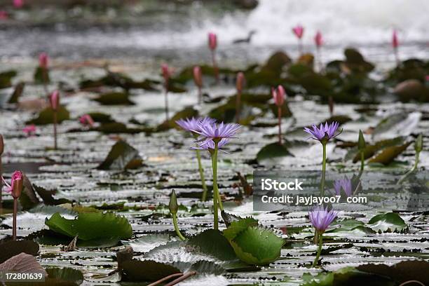 Lotus Nenúfar Foto de stock y más banco de imágenes de Flor - Flor, Flora, Fondos