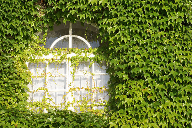 Building overgrown with plants.