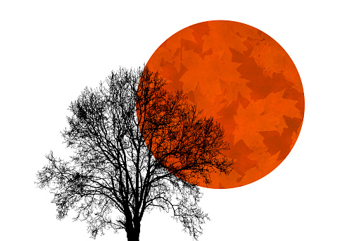 Tree Silhouette over Abstract Sun with Autumn Leaves in Mid-Century Minimalist Boho Art Style