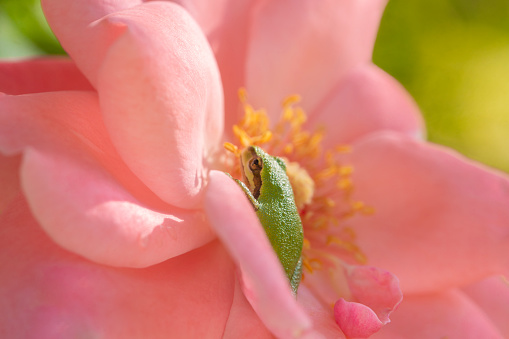 A tiny green Pacific chorus frog rests on a delicate pink rose in late summer