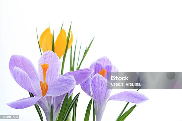 개화 Crocuses 꽃-식물에 대한 스톡 사진 및 기타 이미지 - 꽃-식물, 보라색, 크로커스