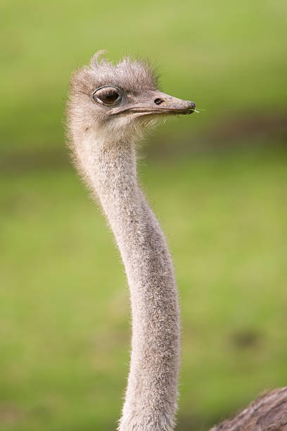 ostrich stock photo