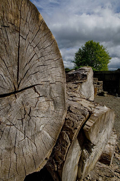 Logs stock photo