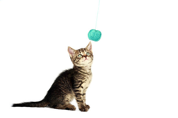 istock Kitten and ball of yarn 172802060