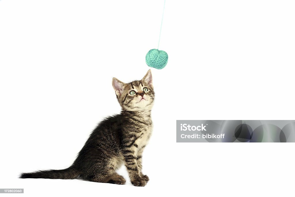 Kitten and ball of yarn tabby kitten playing with a ball of yarn Activity Stock Photo