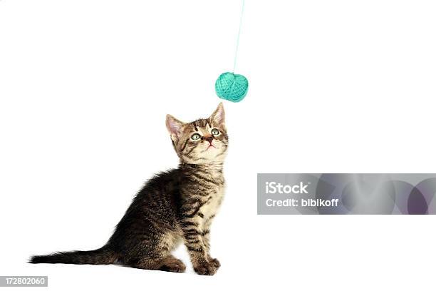 Kitten And Ball Of Yarn Stock Photo - Download Image Now - Activity, Agility, Animal