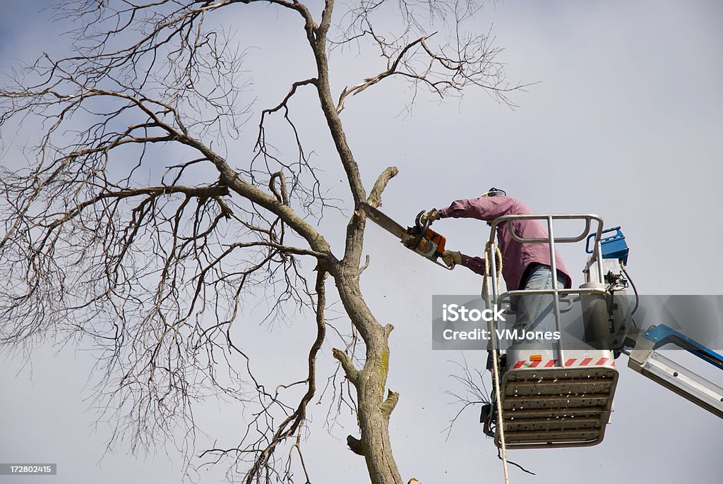 Rifilare alberi con Motosega - Foto stock royalty-free di Albero