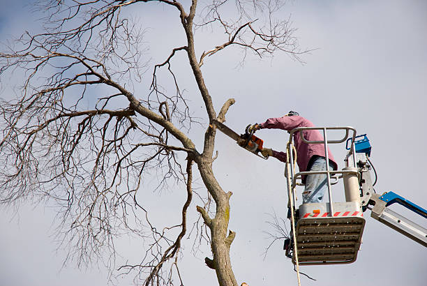 Trimming Trees with Chainsaw stock photo