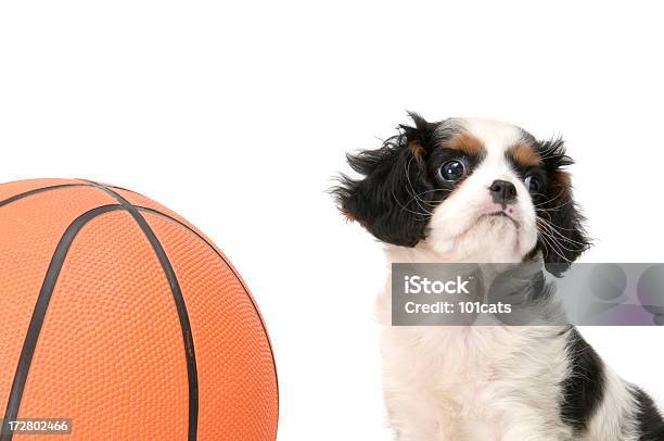 Basketball Player Stockfoto und mehr Bilder von Aktivitäten und Sport - Aktivitäten und Sport, Basketball, Basketball-Spielball