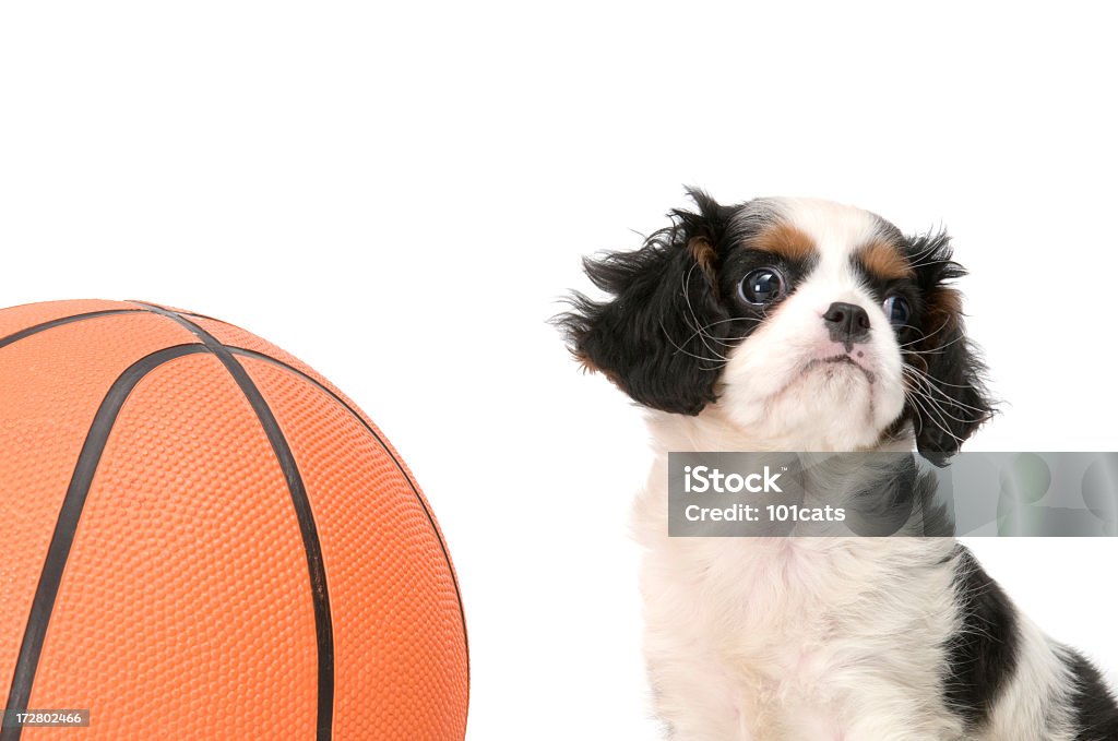 Jogador de basquetebol - Royalty-free Amizade Foto de stock