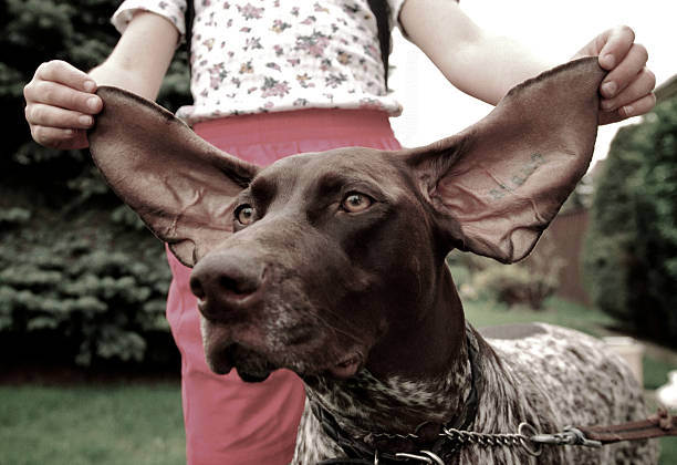 Dog Eared stock photo