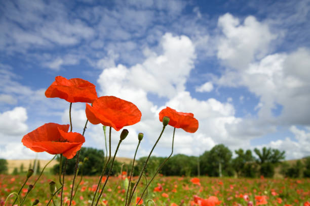 istock italyan poppy field 172802523