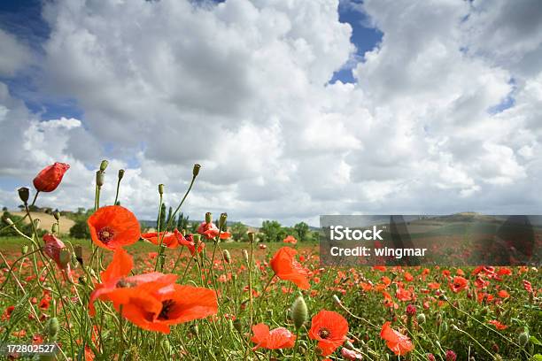 Campo De Amapolas Italyan Foto de stock y más banco de imágenes de Abierto - Abierto, Agricultura, Aire libre