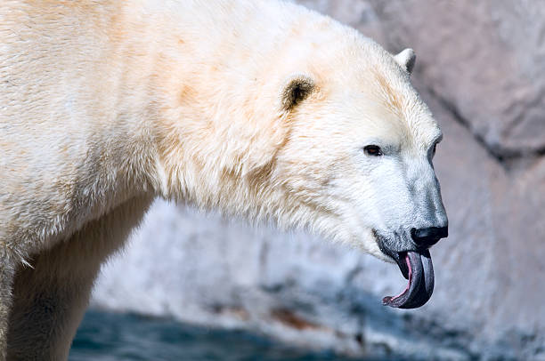 istock Polar Bear (Ursus maritimus) Sticking Out Tongue 172802604