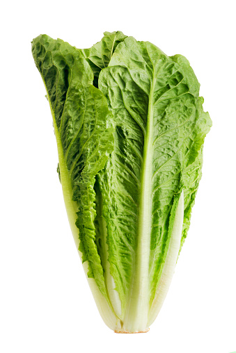 A head of romaine lettuce, a fresh, green, raw leaf vegetable isolated on a white background. A food that may be grown in an organic garden and that may be part of a vegetarian diet. It is a typical salad ingredient.