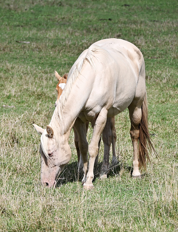 Palomino mare and hiding colt.