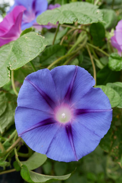 istock Ipomoea purpurea in bloom 1728027361