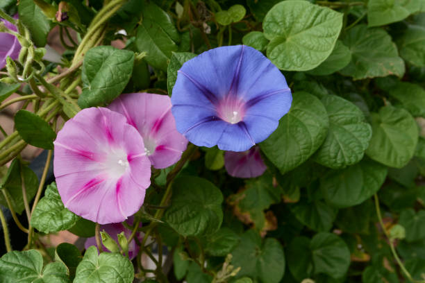 Ipomoea purpurea in bloom