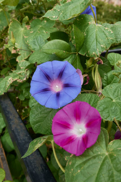 istock Ipomoea purpurea in bloom 1728027363