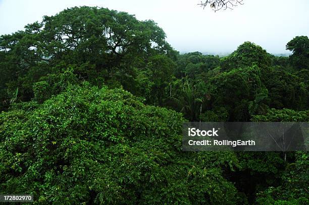 Amazonas Canopy Stockfoto und mehr Bilder von Amazonien - Amazonien, Amazonas-Region, Baum