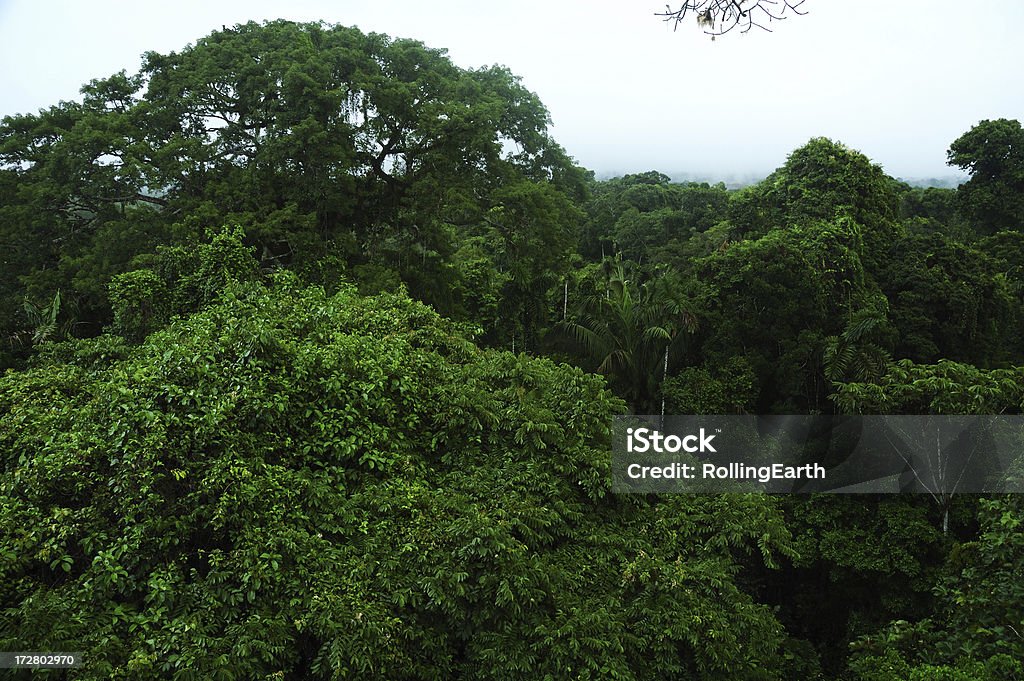 Amazon baldachim - Zbiór zdjęć royalty-free (Amazoński las deszczowy)