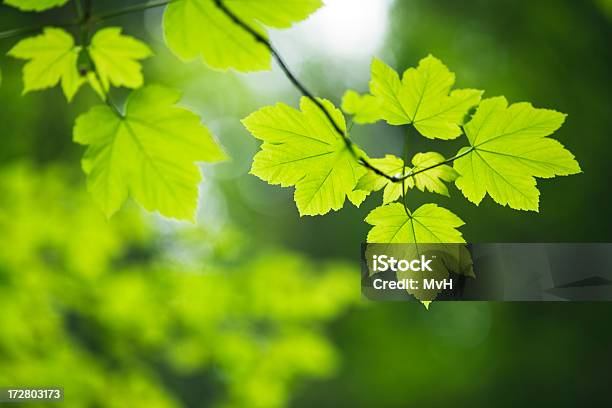 Hojas De Arce Verdes Foto de stock y más banco de imágenes de Arce - Arce, Bosque, Flora