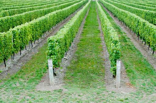Prim rows of vines at a winery.