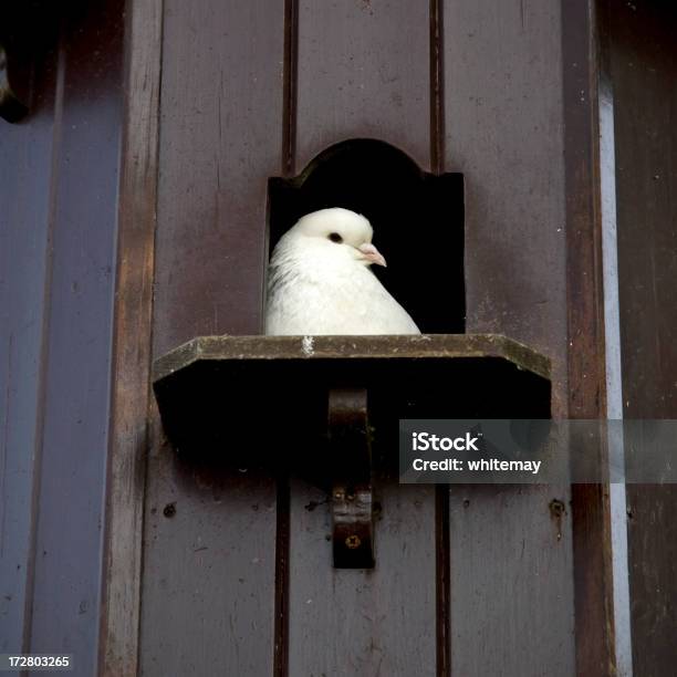 Uccello Casa Con Bianco Colomba Guardando Fuori - Fotografie stock e altre immagini di Ambientazione esterna - Ambientazione esterna, Animale, Animale selvatico