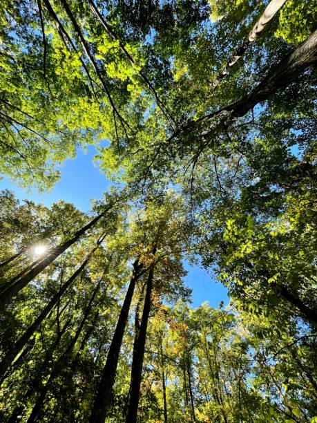istock GREAT SMOKY MOUNTAIN VIEW 5 1728033396