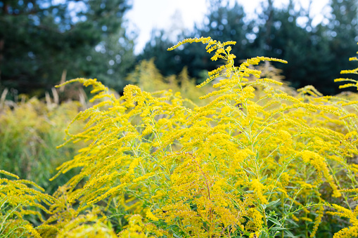 Field of Ambrosia or ragweed. Allergic plants in nature. Yellow wild flowering plant on ragweed bushes. Seasonal allergy