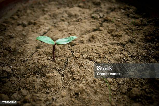 Vida Nova - Fotografias de stock e mais imagens de Bebé - Bebé, Conceito, Cor verde