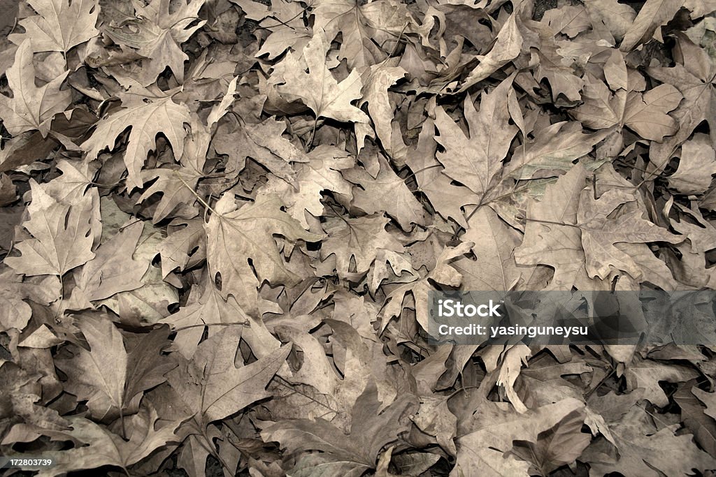 Otoño hojas de fondo - Foto de stock de Abstracto libre de derechos