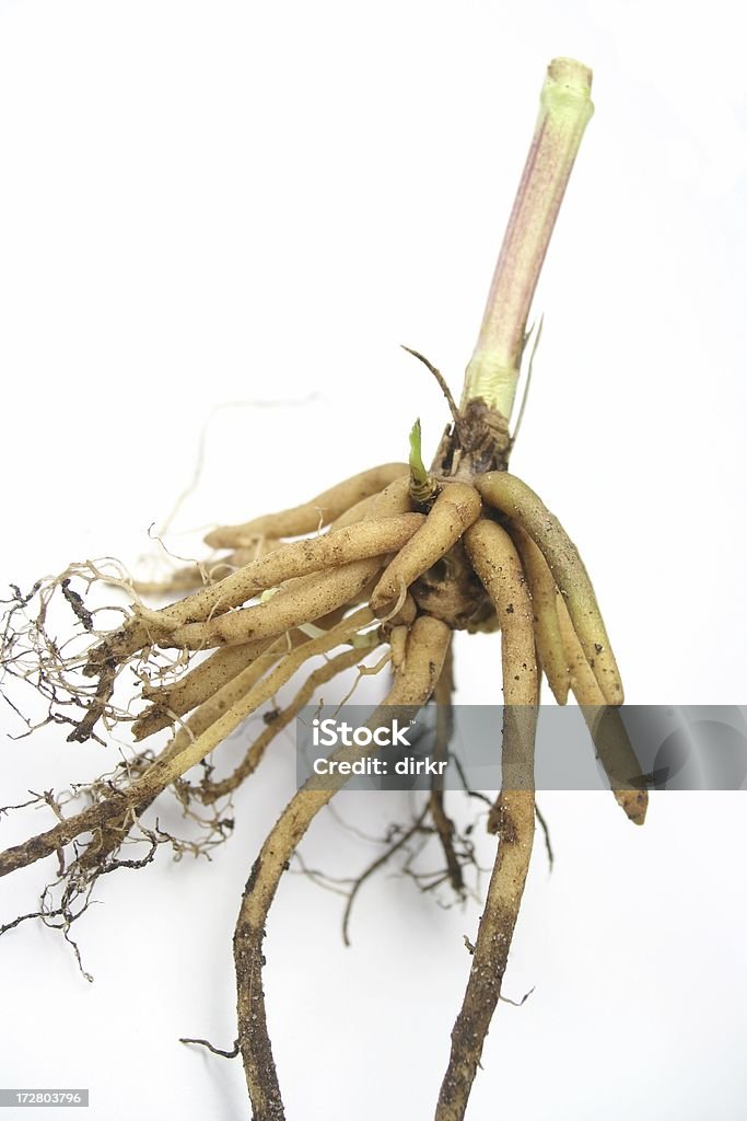 Valeriana raíz - Foto de stock de Asistencia sanitaria y medicina libre de derechos