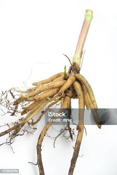 Valeriana Root - Fotografie stock e altre immagini di Composizione verticale - Composizione verticale, Erba aromatica, Fitoterapia